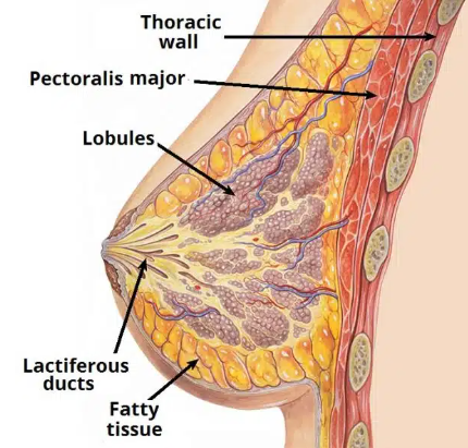 Optimal Wellness Breast Lift Enhancer: Revitalize Your Beauty with Cutting-Edge Technology